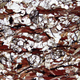 Traces of graphite in ancient Canadian rocks were produced by microorganisms 3.95 billion years ago, according to new research. (Image: Tsuyoshi Komiya, The University of Tokyo)